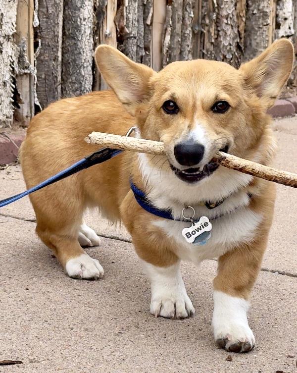/Images/uploads/The Santa Fe New Mexican/santafepetcontest/entries/33978thumb.jpg